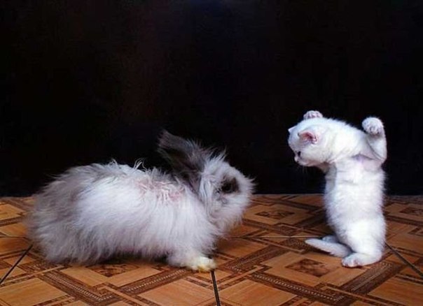 Василь Щупак | Львов