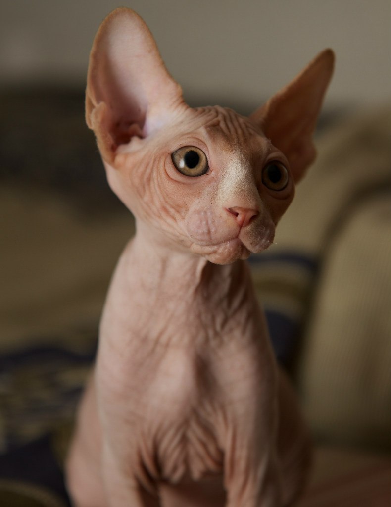 Сергей Александрович | Вологда