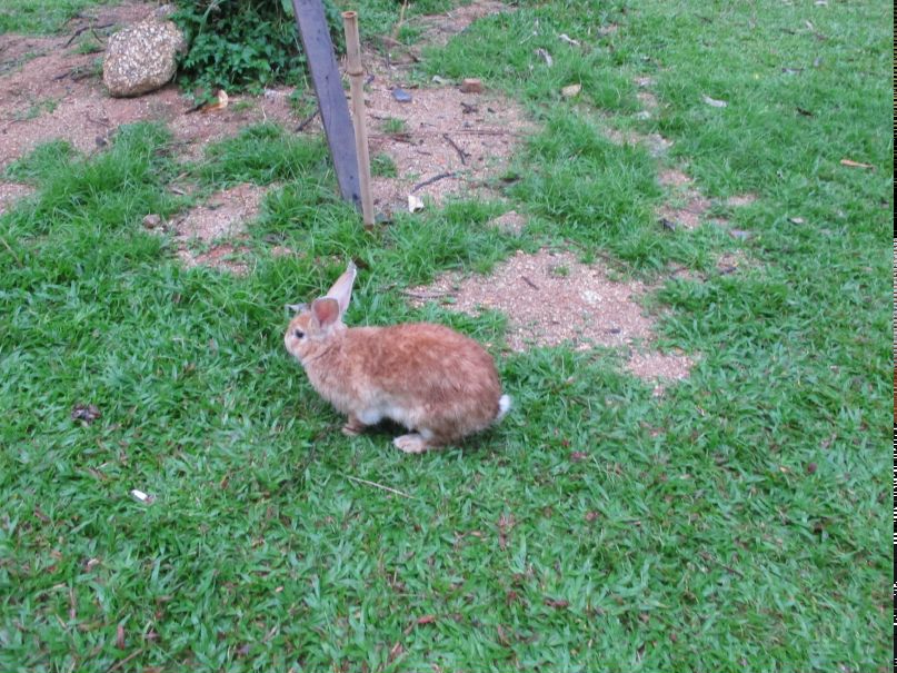 Елизавета Городничева Alice'sadveturesinwonderLand | Москва