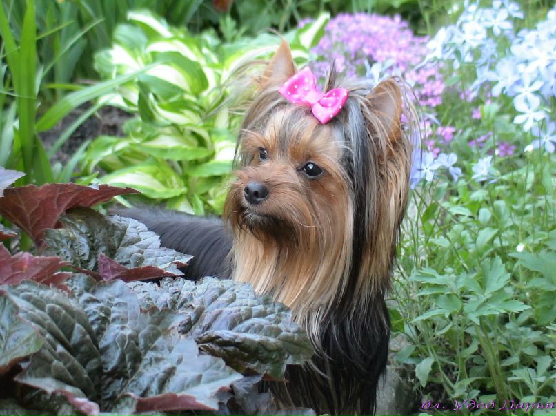 Полина Удод | Киев