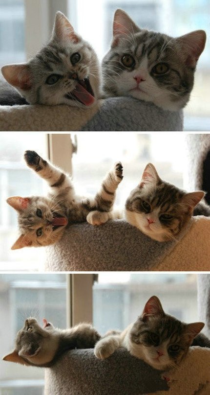 Вікторія Кушнір Fjellfräs (Верещак) | Львов