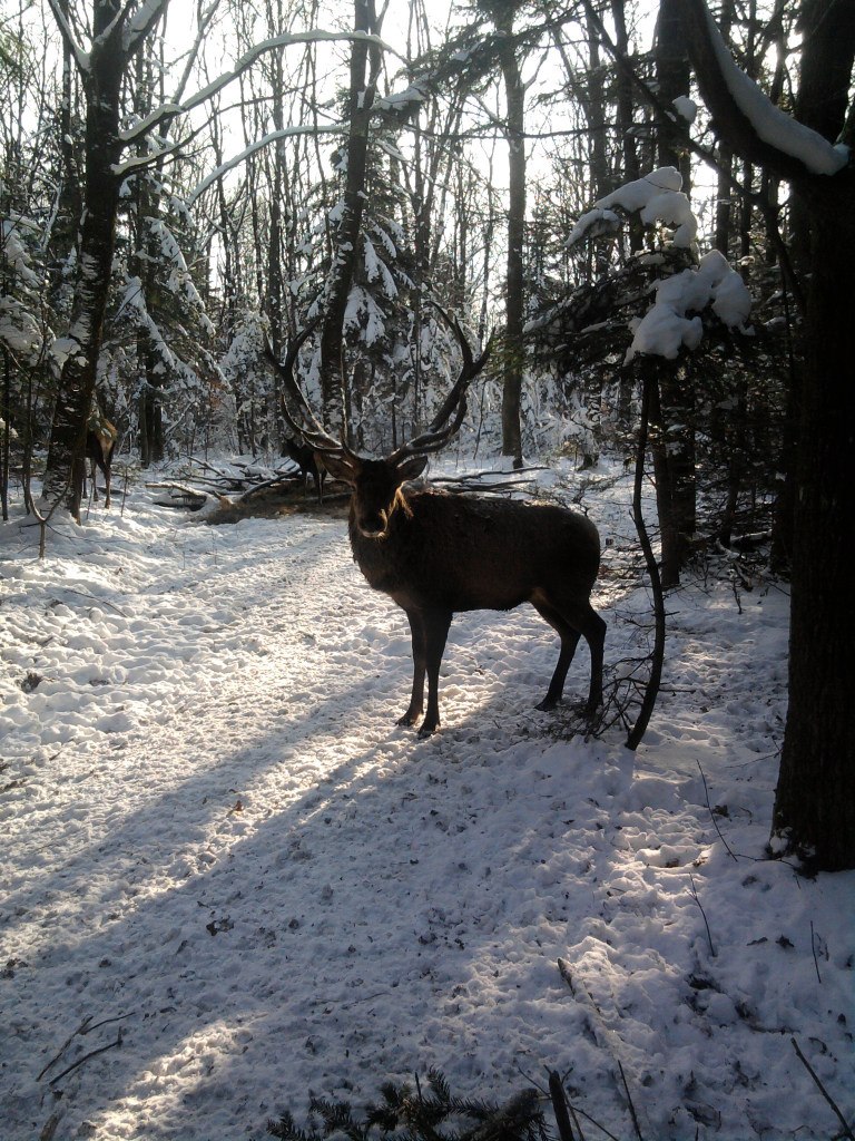 Мариша Трофименко | Киев