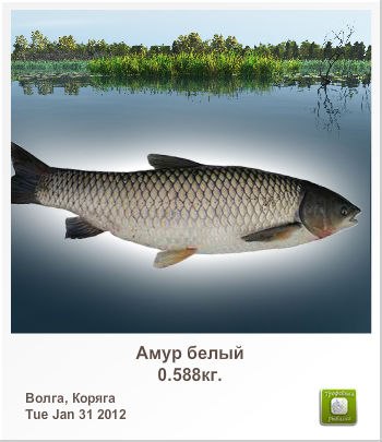 Сергей Марчан Алексеевич | Чернигов