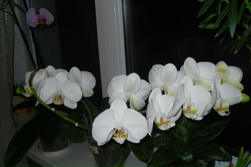 Ирина Ржевская | Калуш