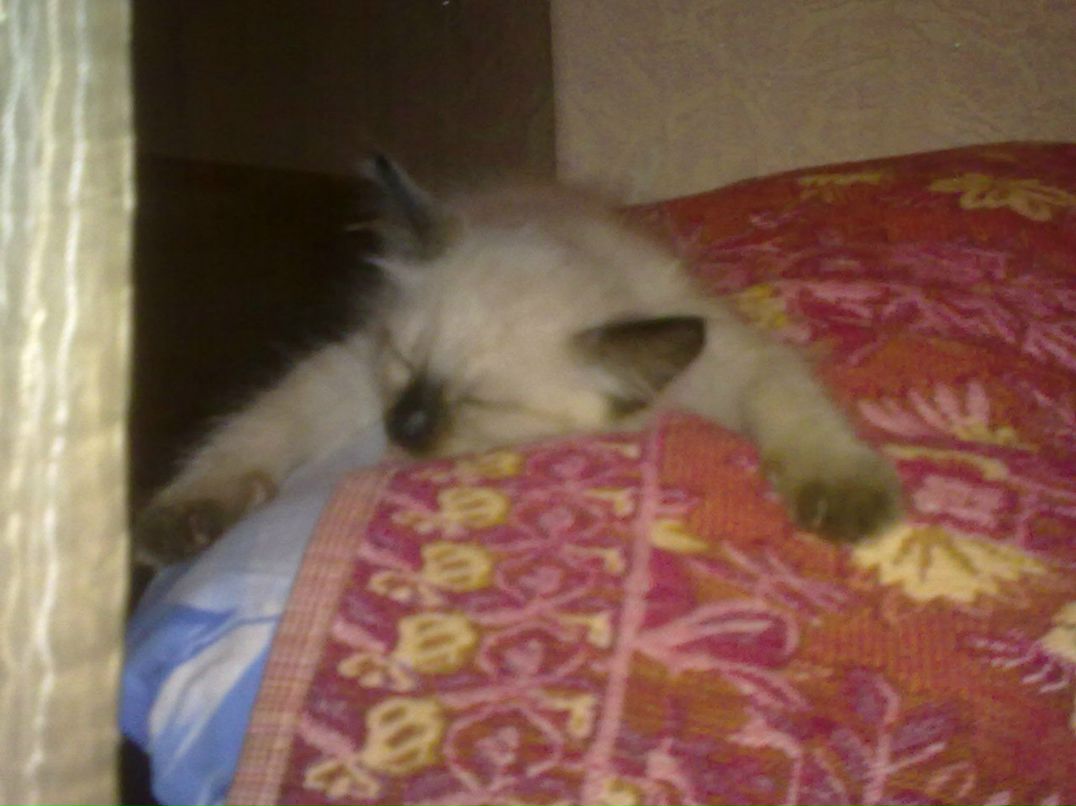 Ирина Погромская | Ростов-на-Дону