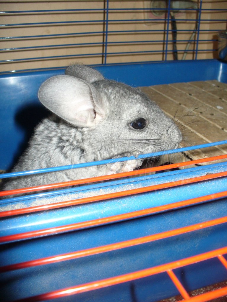 Галина Захарова *ГаЛиНкА* | Одесса