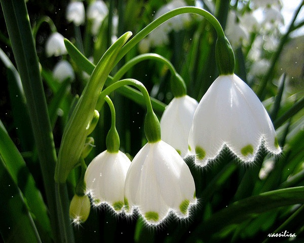 №81, Екатерина Волкова №81, Екатерина Волкова