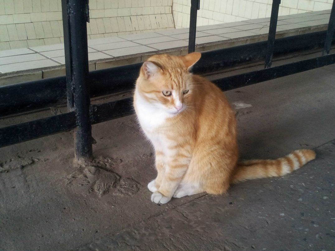 Алексей Ромашов | Калининград