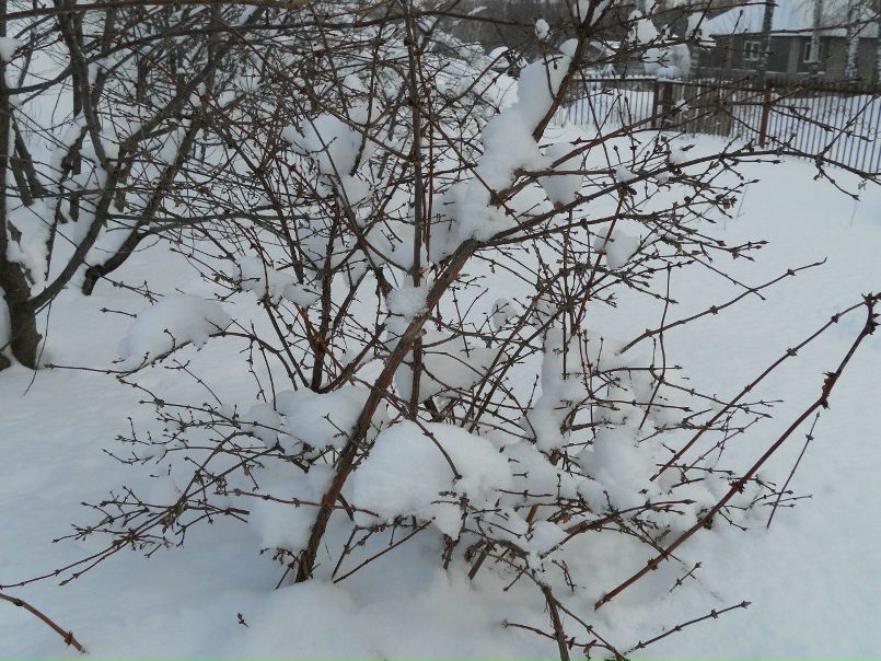 №43, Светлана Волкова, 85 лет, Чебоксары №43, Светлана Волкова, 85 лет, Чебоксары