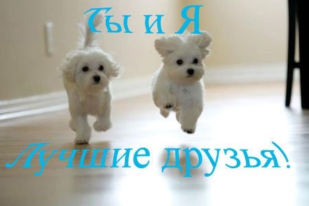 Татьяна Фомина | Брянск