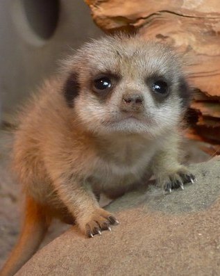 Анастасия Филатова Дракоша09 | Киев