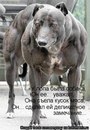 №39 Ратибор Чернобожцев