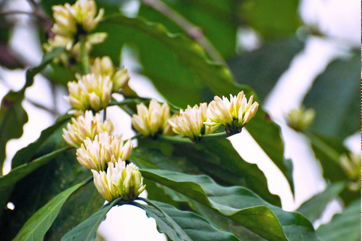 Юлия Гопша | 