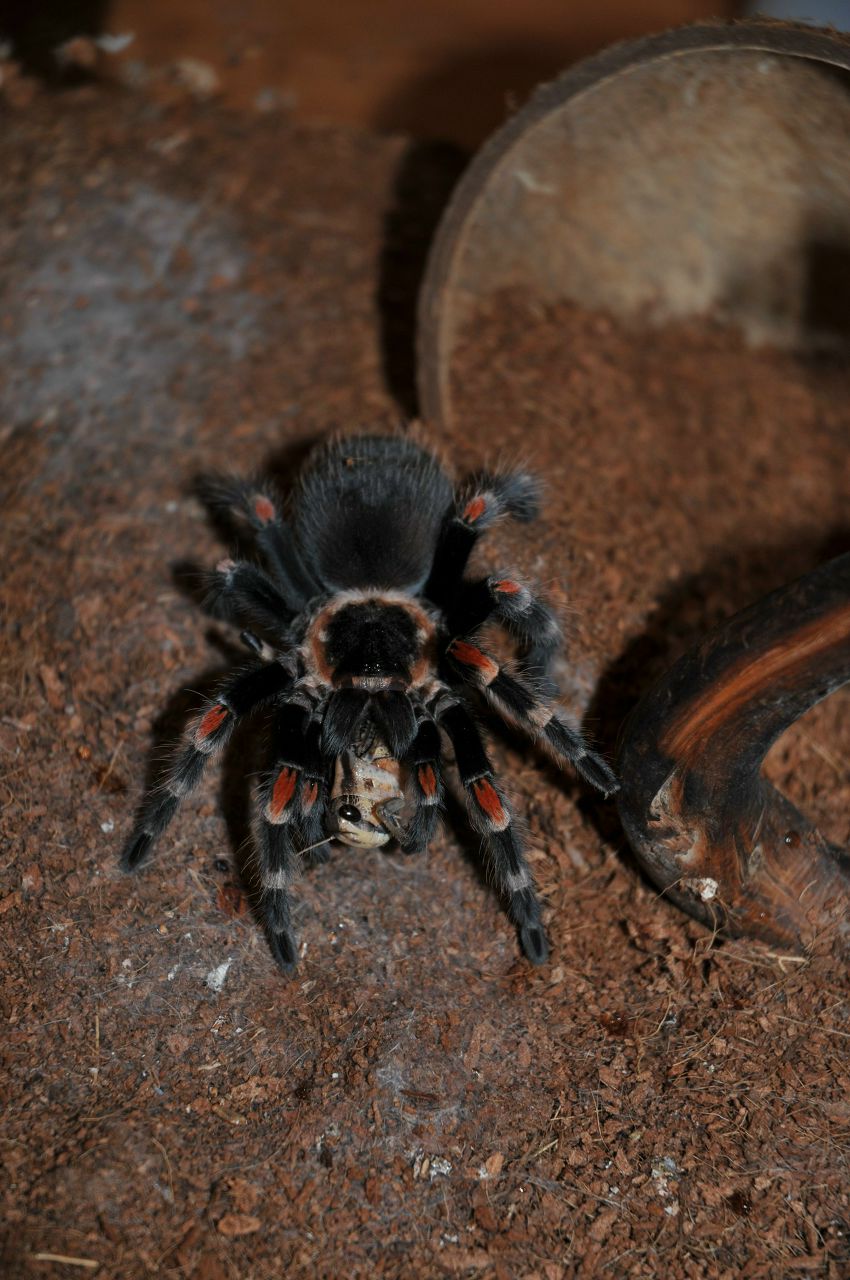 Марина Якушина | Санкт-Петербург