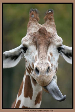 Yanosh Balza | Тверь