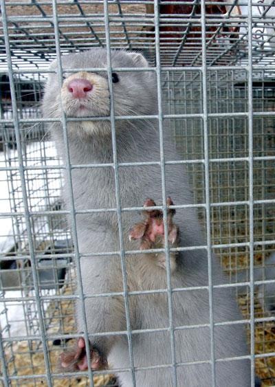 №162, Марина Морская, Petrovac na Moru №162, Марина Морская, Petrovac na Moru