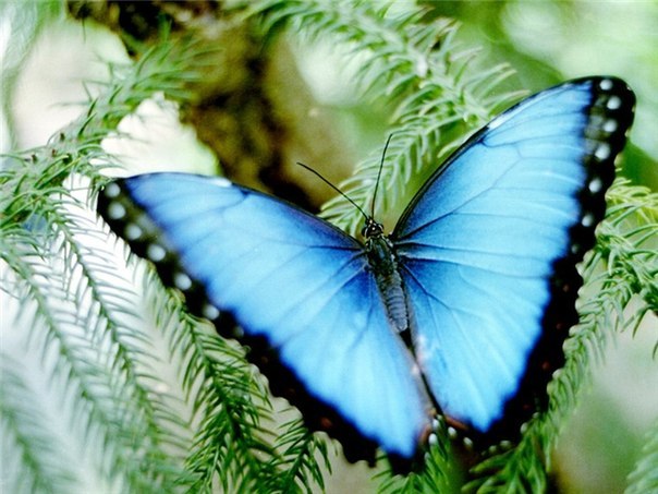 Виктория Брага | Сумы