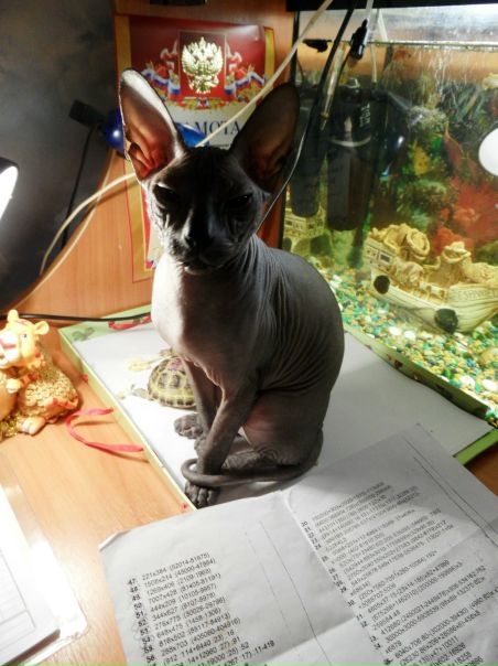 №19, Анна Снегова, Санкт-Петербург №19, Анна Снегова, Санкт-Петербург