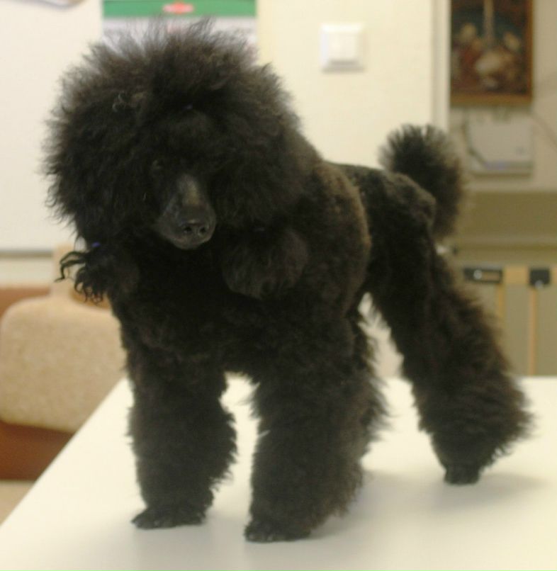 Татьяна Саволайнен | Санкт-Петербург