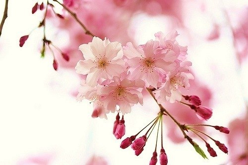 Эльмира Асанова | Белогорск