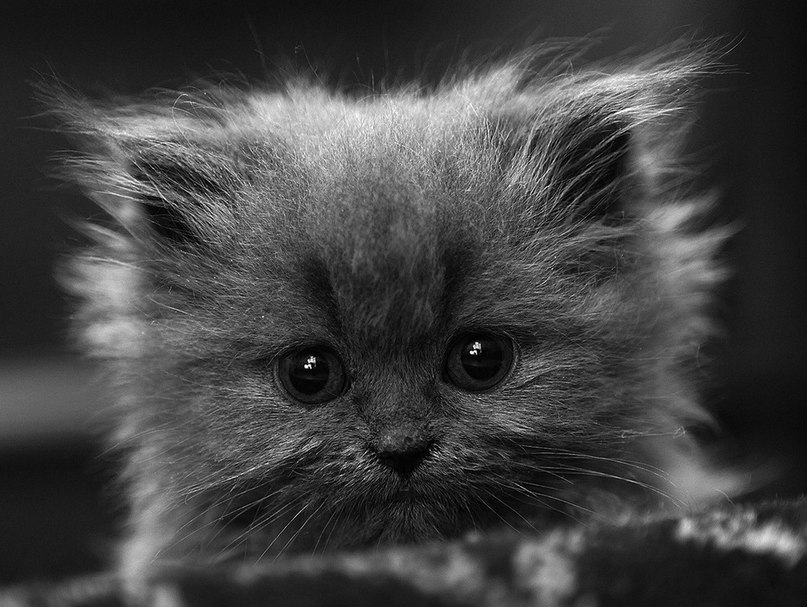 Кристина Гиззатуллина | Калининград