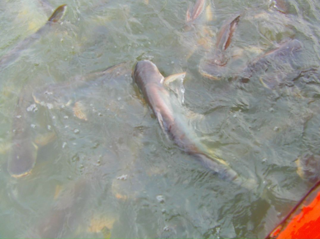 Юля Кузнецова | Санкт-Петербург