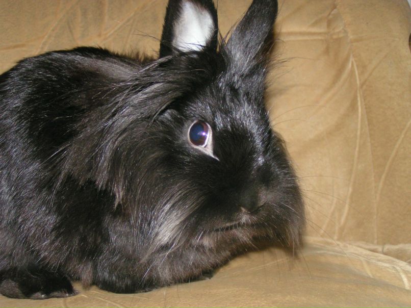 Анна Постоенко *Апельсиновая* | Сургут