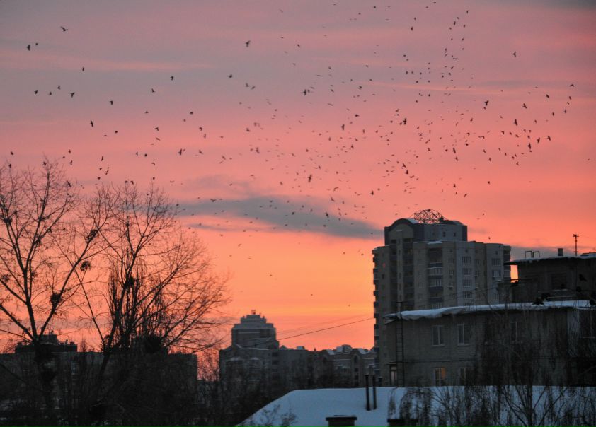 №35, Светлана Ульяницкая, Киев №35, Светлана Ульяницкая, Киев