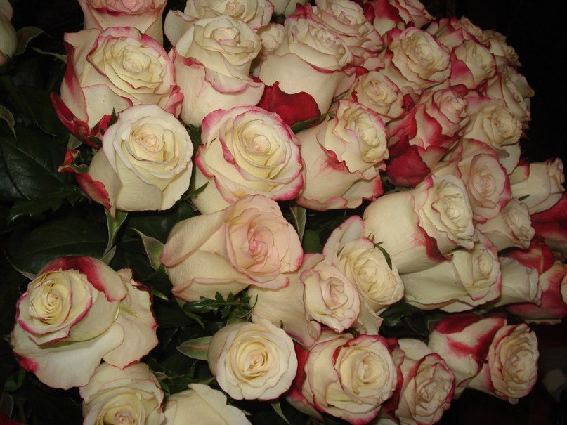 Светаша Гаджу | Сочи