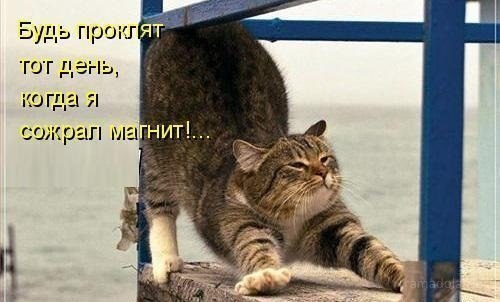 Фатина Овцана ღღღ | Mactuca