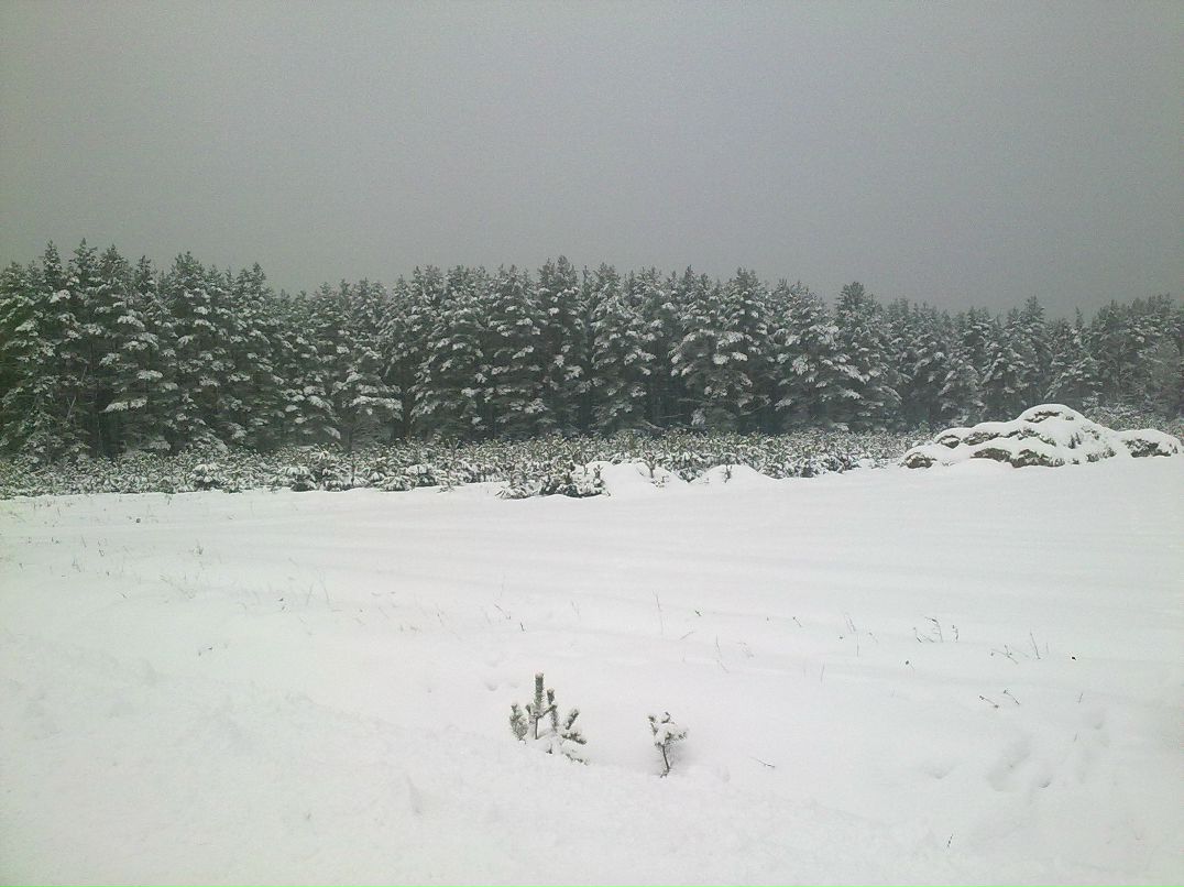 Геннадий Лаваль | Брест