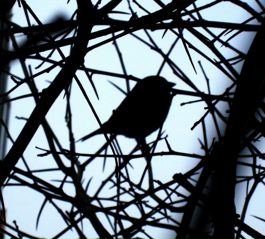 Ольга Ирис | Torrevieja