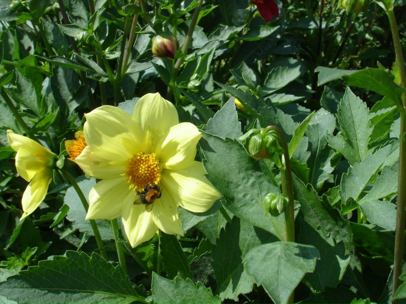 Ирина Пантелеева | Санкт-Петербург