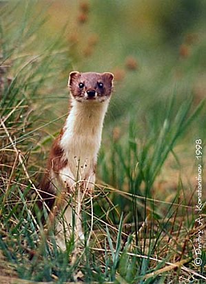 Екатерина Холопова | Санкт-Петербург