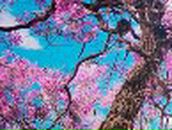 Маша Пачина | 