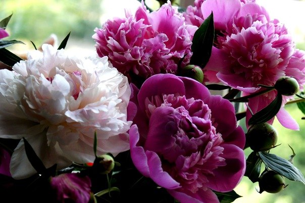 Алла Столярова | Санкт-Петербург