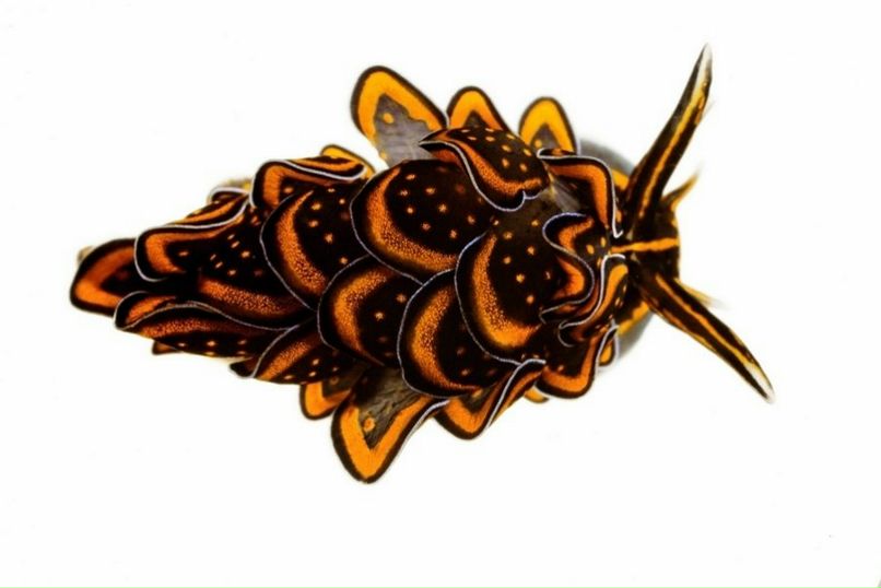 Елена Комиссарова | Екатеринбург