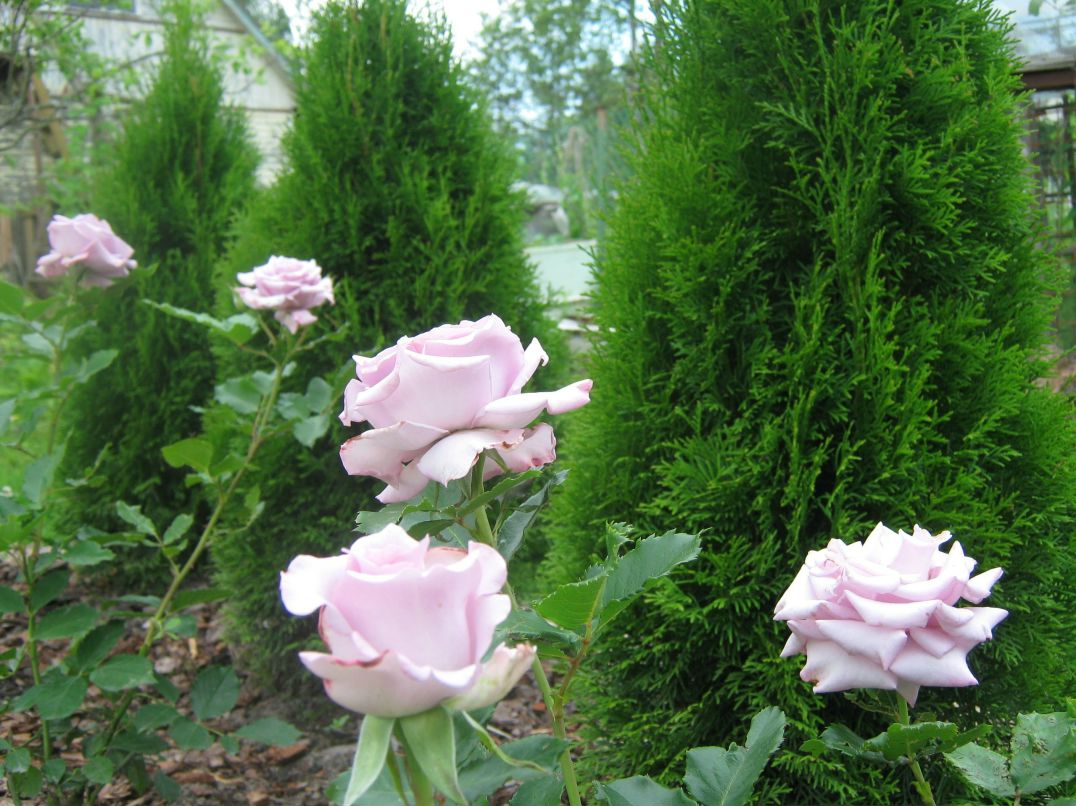 Виктория Говорова | Санкт-Петербург