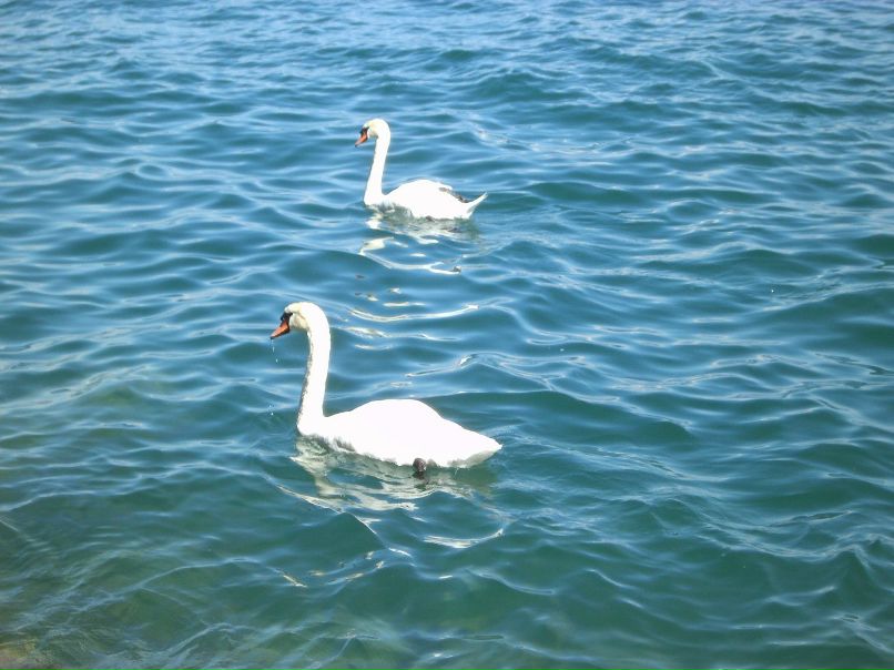 Dina A | Москва