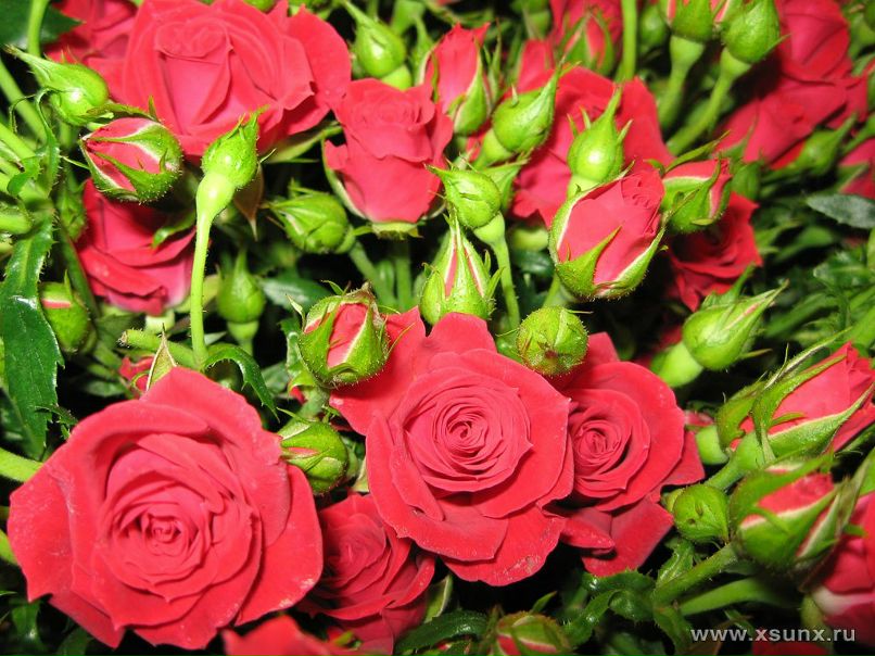 Надежда Брюханова | 