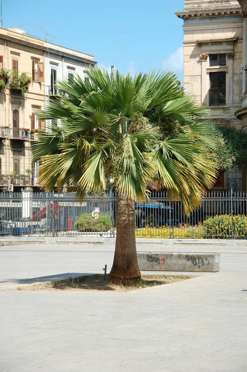 Онега Демидова | Санкт-Петербург
