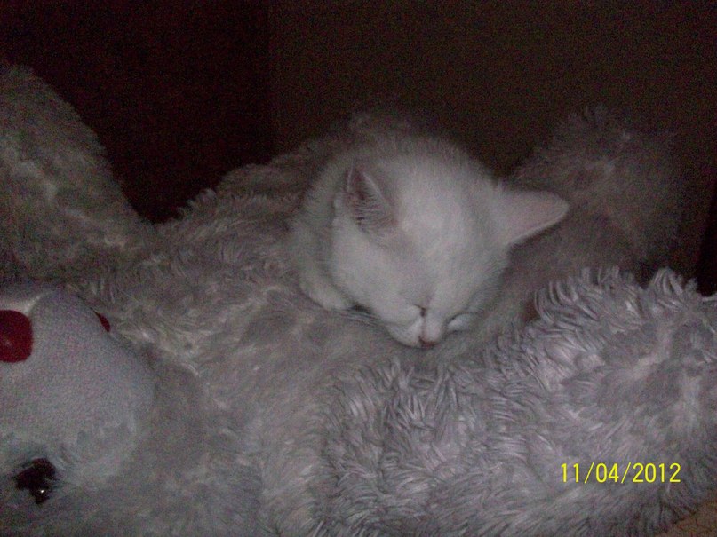 Марина Самарская | Москва