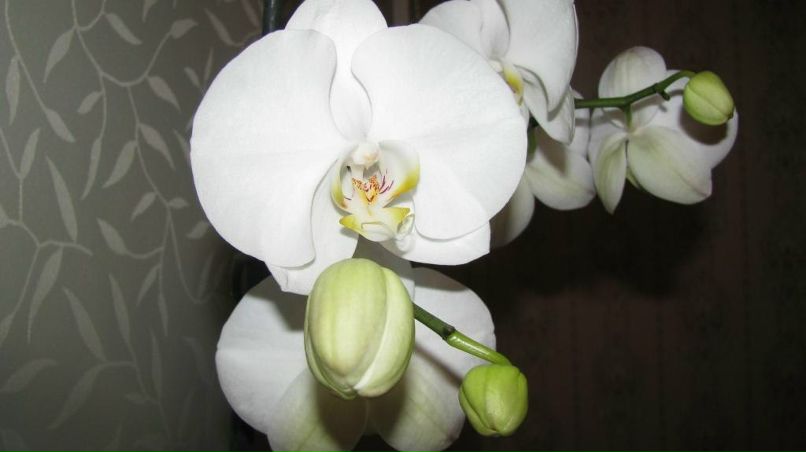 Лариса Абрамчик | Минск