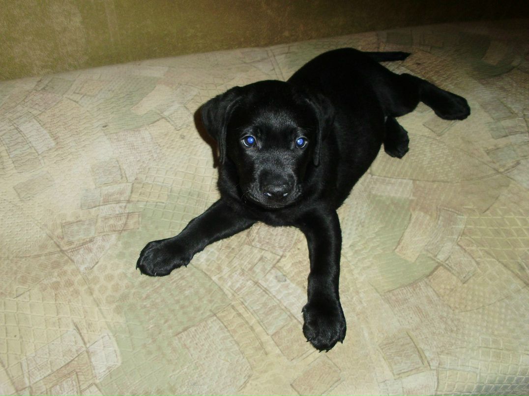 Елена Кузнецова | Череповец