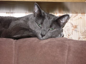 Наталья Первушина | 