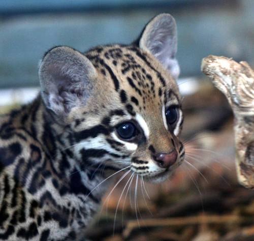 Сергей Зайцев | 