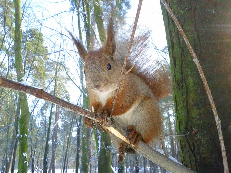 Світланка Писаренко Chasey | Киев