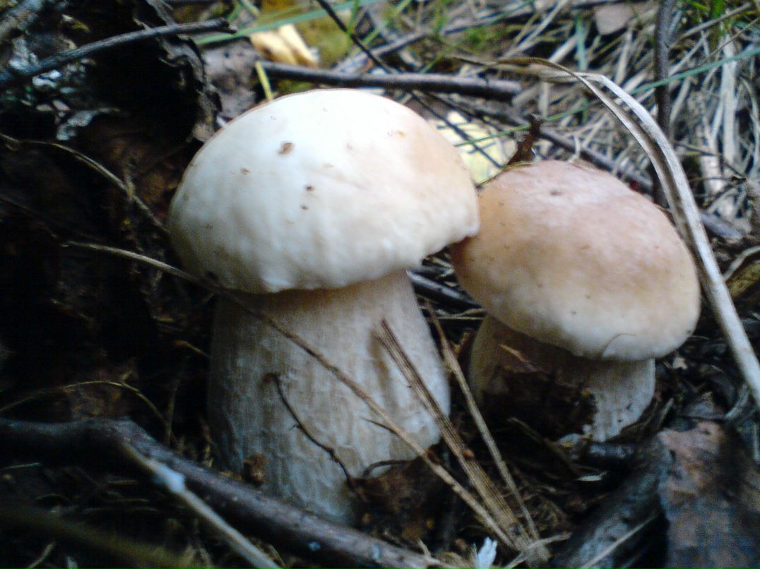 Алексей Бушай | Чернигов