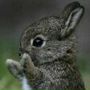 Алёнка Симячко | Прилуки