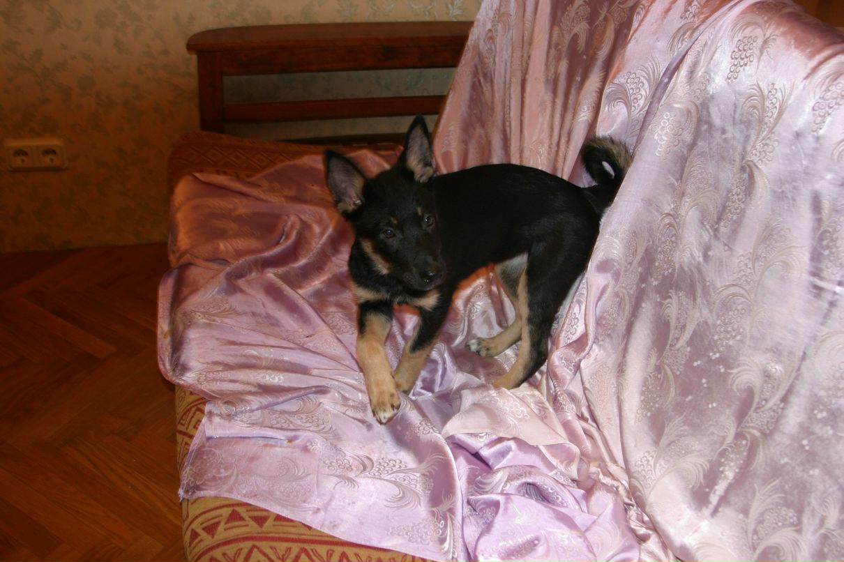 Алексей Шевченко | Санкт-Петербург